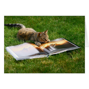 Chat de lecture