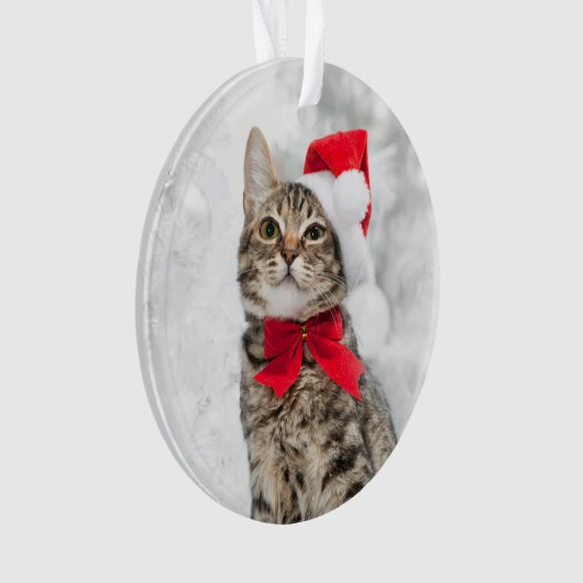 Chat de Noël au casquette rouge de Père Noël près (devant)