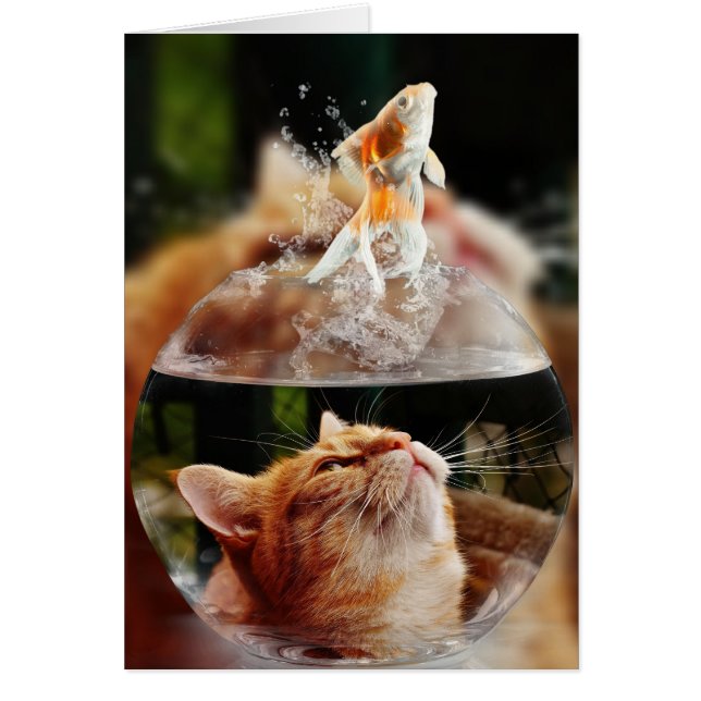 Chat de pêche (Devant)
