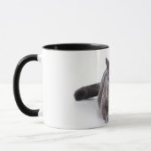 chat de petit morceau de tasse (Gauche)