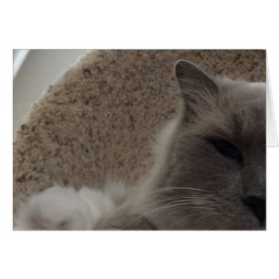 Chat de poupée, carte