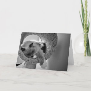 Chat de poupée, carte