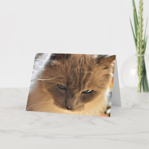 Chat de poupée, carte