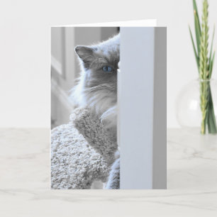 Chat de Ragdoll, carte