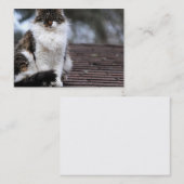 Chat de Ragdoll sur des cartes de visite de toit (Devant / Derrière)