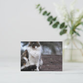 Chat de Ragdoll sur des cartes de visite de toit (Debout devant)