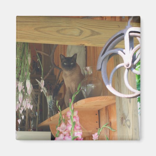 Chat de Siamese Poster de la photo d'animal Magnet (Devant)