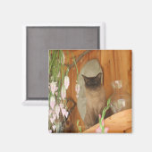 Chat de Siamese Poster de la photo d'animal Magnet (Recto/Verso)