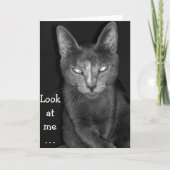 Chat déplaisant - Carte Anniversaire (Devant)