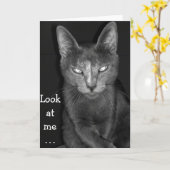 Chat déplaisant - Carte Anniversaire (Fleur jaune)