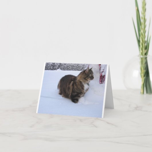 chat des forêts norvégiennes dans la neige (Devant)