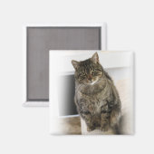 Chat doux, mignon, amical Magnet (Recto/Verso)