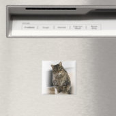 Chat doux, mignon, amical Magnet (In Situ (Lave-vaisselle))