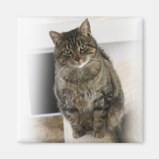Chat doux, mignon, amical Magnet (Devant)