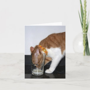 Chat drôle buvant de la carte vierge en verre de