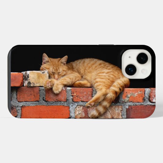 Chat endormi sur un mur de briques (Verso Horizontal)