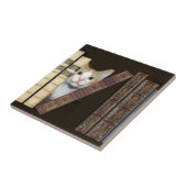 Chat et carreaux de livres (Côté)