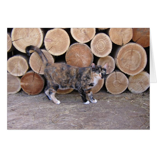 Chat et carte en bois (Devant Horizontal)