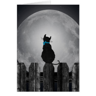 Chat et pleine lune