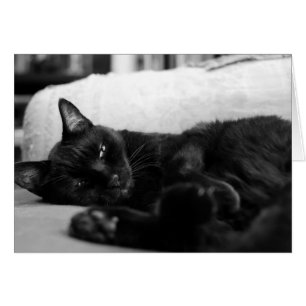 Chat faisant une sieste