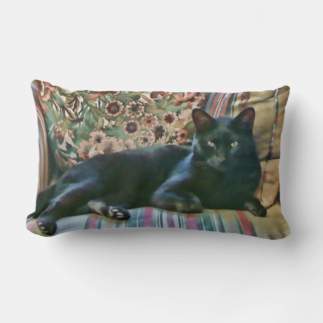Chat fier, coussins de MoJo d'Américain de chat (Recto)