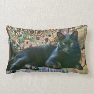 Chat fier, coussins de MoJo d'Américain de chat