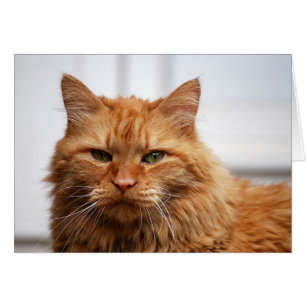 Chat forestier norvégien