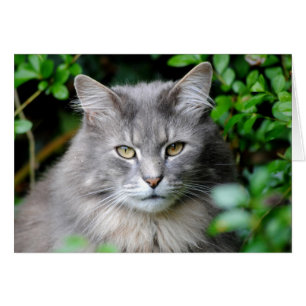 Chat gris