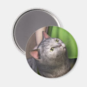 Chat Gris 3 Magnet (Recto/Verso)