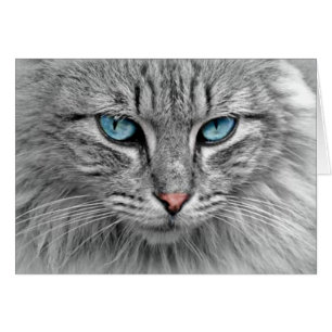 Chat gris avec yeux bleus