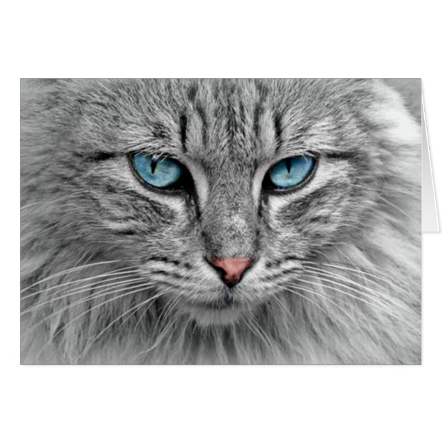 Chat gris avec yeux bleus (Devant horizontal)