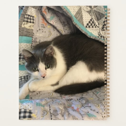 Chat gris et blanc (Dos)