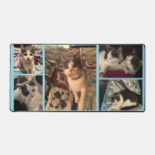 Chat gris et blanc (Recto)