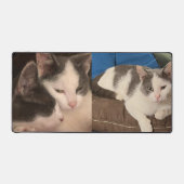 "Chat gris et blanc" (Recto)