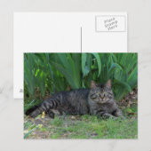 Chat Gris Tabby par Irises Carte Postale (Devant / Derrière)