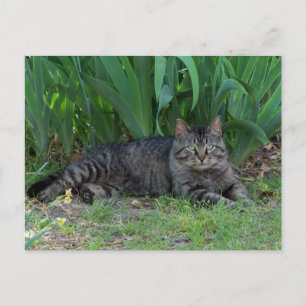 Chat Gris Tabby par Irises Carte Postale