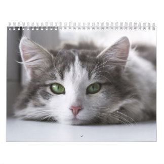 Chat-kalender Kalender