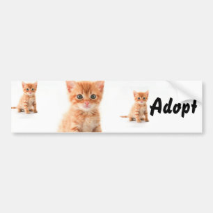 Chat Kitten Chien Adopter le pare-chocs Sticker