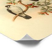 Chat like Flycatcher White Bird Print (Hoek)