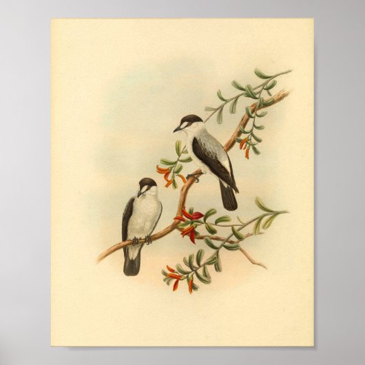 Chat like Flycatcher White Bird Print (Voorkant)