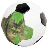 Chat Maine Coon dans l'arbre (3/4)