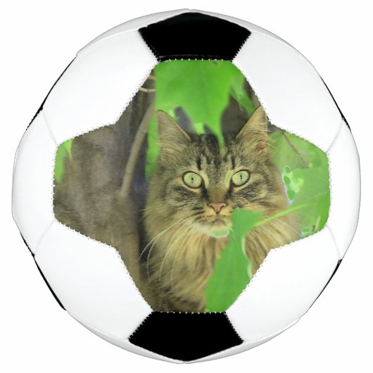 Chat Maine Coon dans l'arbre (Devant)