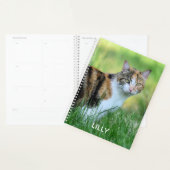 Chat marron et blanc (Devant avec enveloppe)
