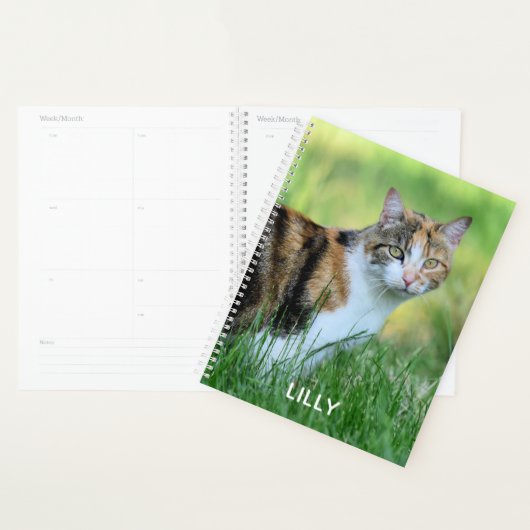 Chat marron et blanc (Devant avec enveloppe)