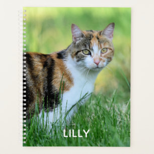 Chat marron et blanc