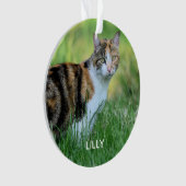 Chat marron et blanc (devant)
