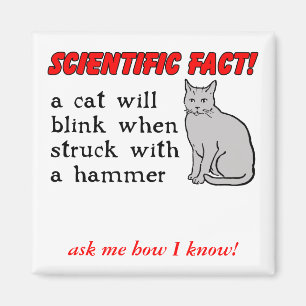 Chat Marteau Aimant Drôle Humour