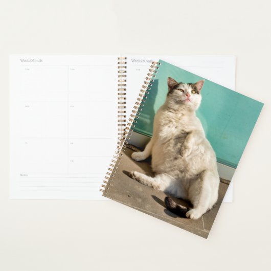 Chat maternel (Devant avec enveloppe)