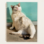 Chat maternel (Devant)