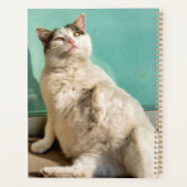 Chat maternel (Dos)